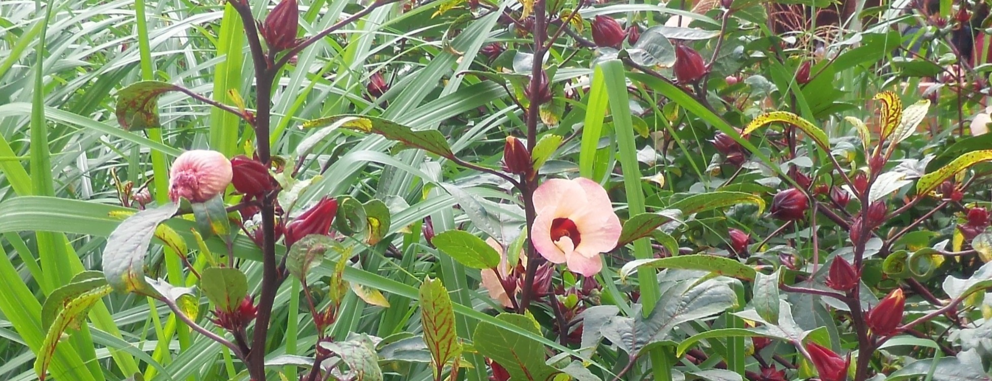 洛神花