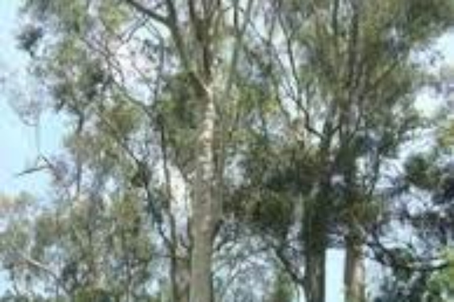 檸檬桉