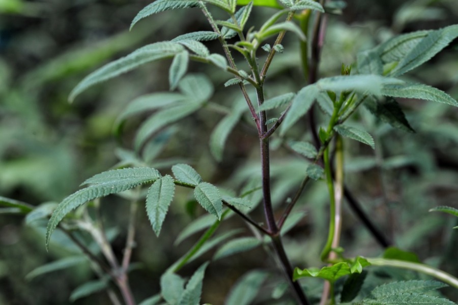 芳香萬壽菊