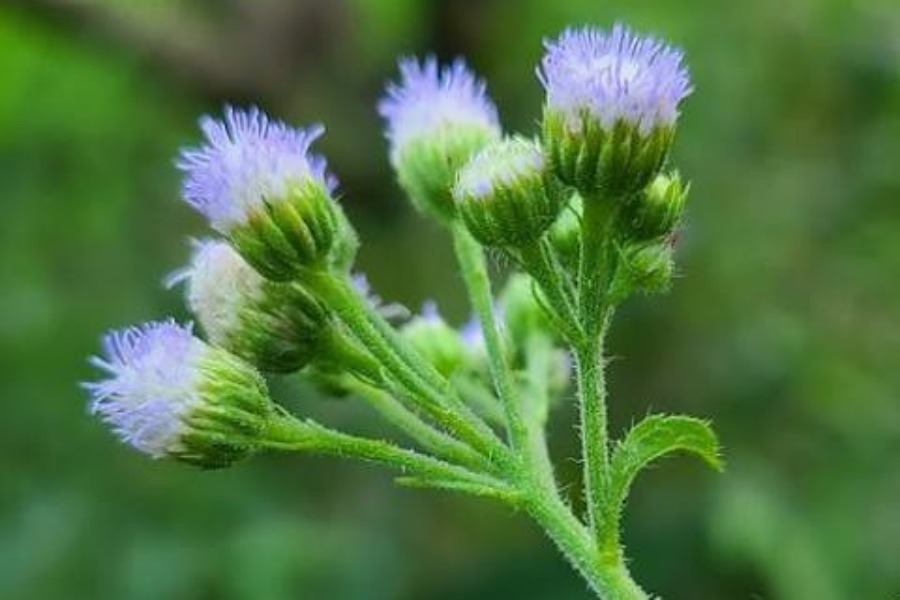 紫花藿香薊